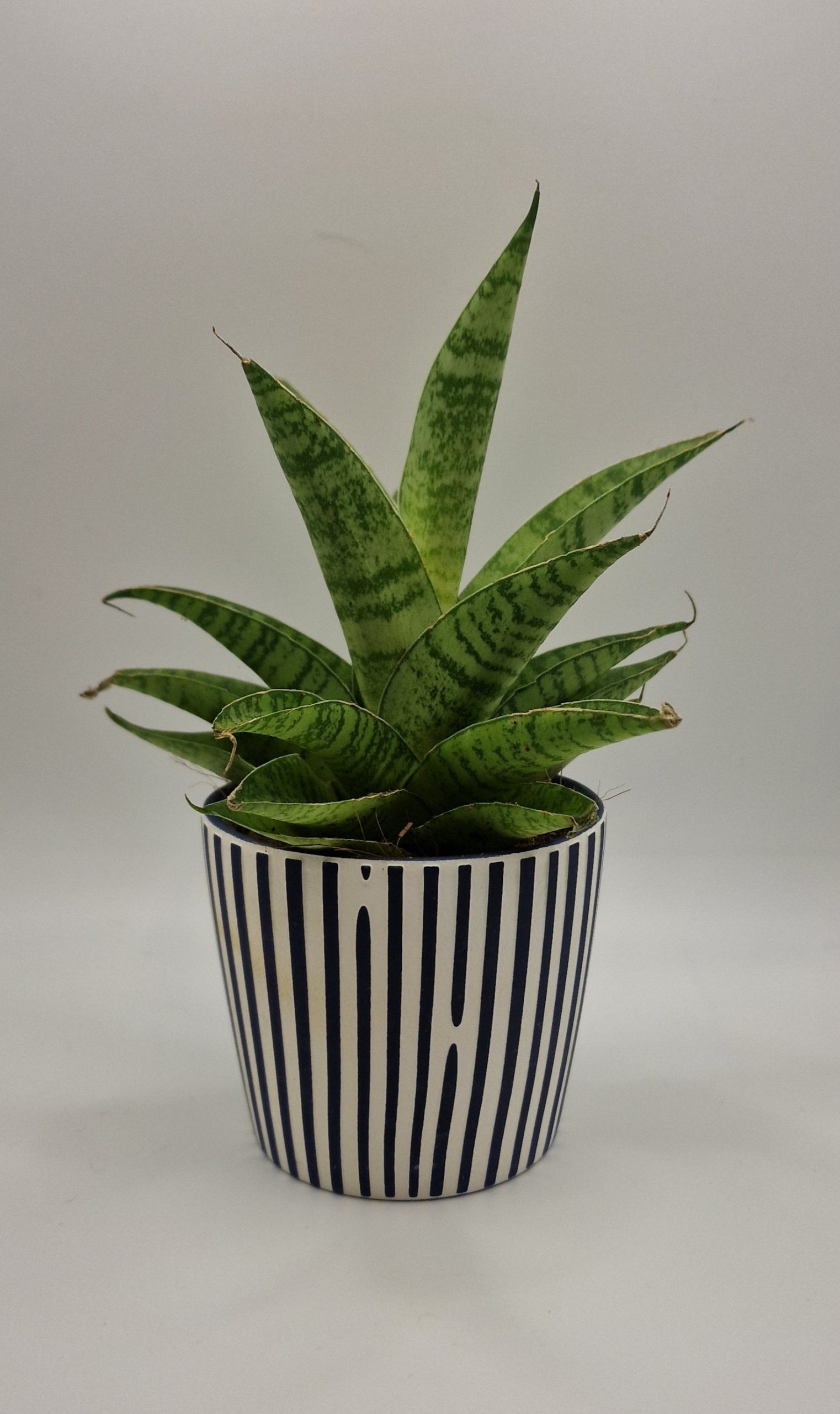 🌿Plant Profile🌿