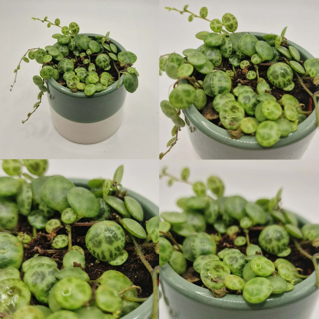 String Of Turtles Collage